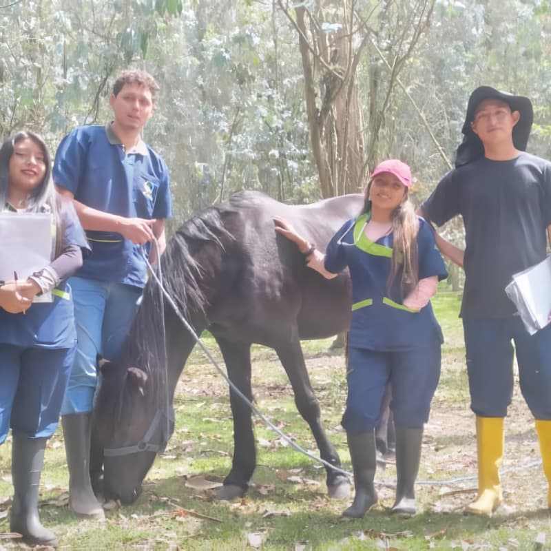 Estudiantes de praxis con caballo
